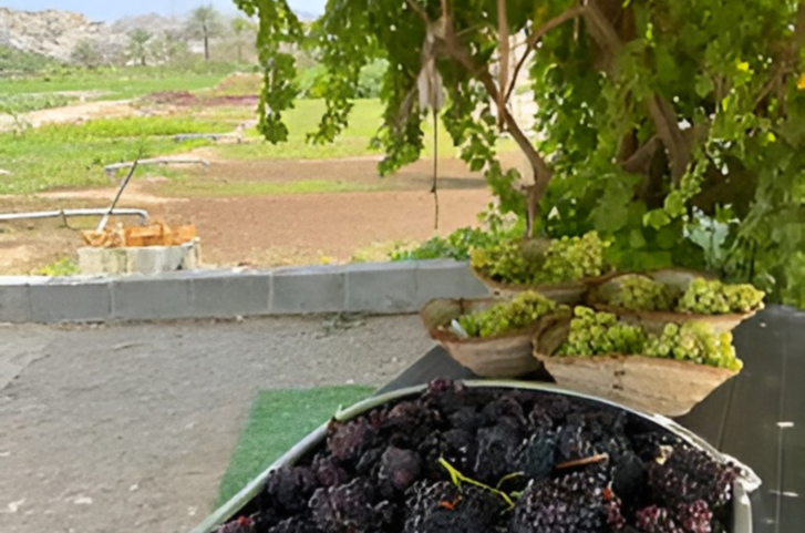 UAE-Grown Grapevines Flourish as RAK Farmer Produces Over 10,000 Seedlings Each Season