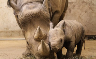 Rare White Rhino Calf Salam Born At Dubai Safari Park Amid Regional Tensions