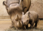 Rare White Rhino Calf Salam Born At Dubai Safari Park Amid Regional Tensions
