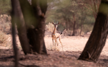AlUla becomes first in Middle East to adopt EarthRanger technology for conservation and eco-tourism
