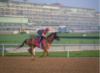 Inside Dubai’s Racing Club Where Horses Train for Million-Dollar Glory