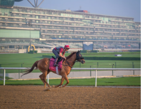 Inside Dubai’s Racing Club Where Horses Train for Million-Dollar Glory