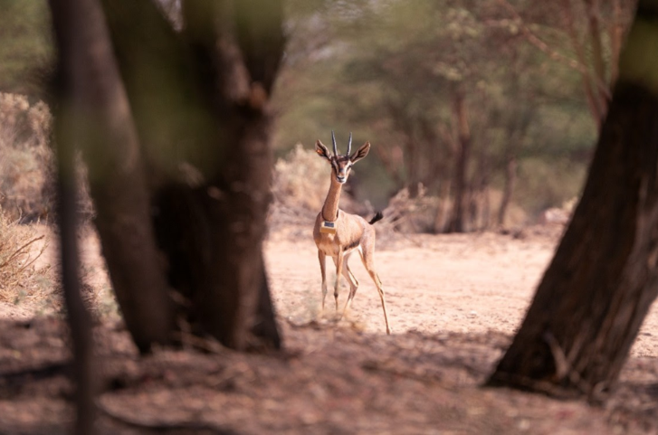 AlUla becomes first in Middle East to adopt EarthRanger technology for conservation and eco-tourism