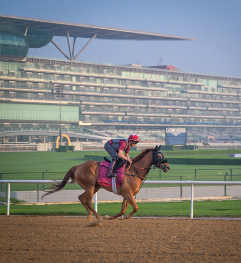 Inside Dubai’s Racing Club Where Horses Train for Million-Dollar Glory