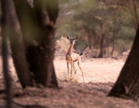 AlUla becomes first in Middle East to adopt EarthRanger technology for conservation and eco-tourism