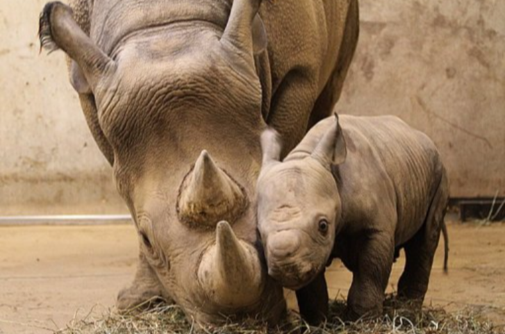 Rare White Rhino Calf Salam Born At Dubai Safari Park Amid Regional Tensions