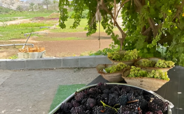 UAE-Grown Grapevines Flourish as RAK Farmer Produces Over 10,000 Seedlings Each Season