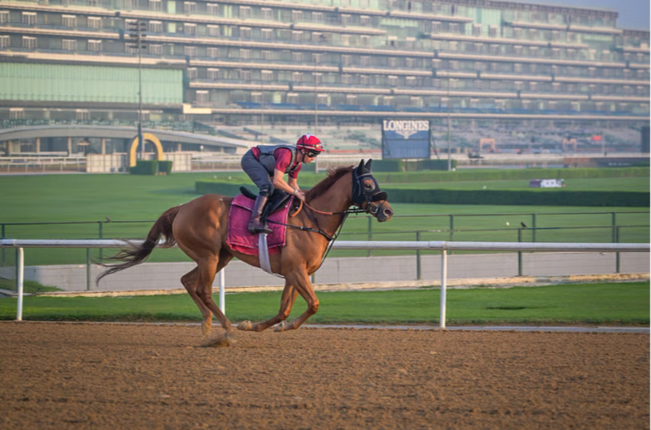 Inside Dubai’s Racing Club Where Horses Train for Million-Dollar Glory