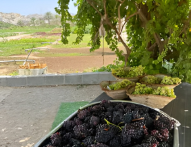 UAE-Grown Grapevines Flourish as RAK Farmer Produces Over 10,000 Seedlings Each Season