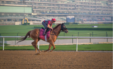 Inside Dubai’s Racing Club Where Horses Train for Million-Dollar Glory