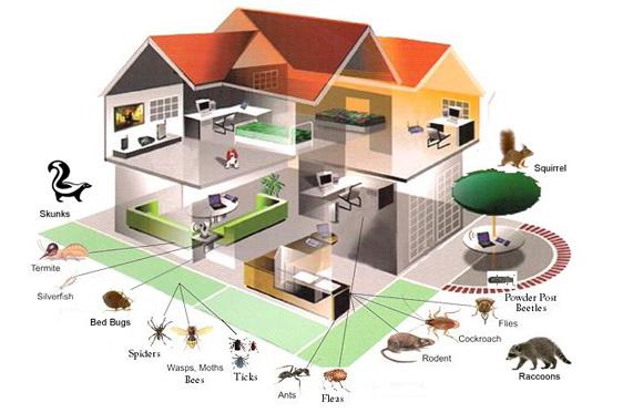6 Things You Need to Know About Pest Control in Dubai City
