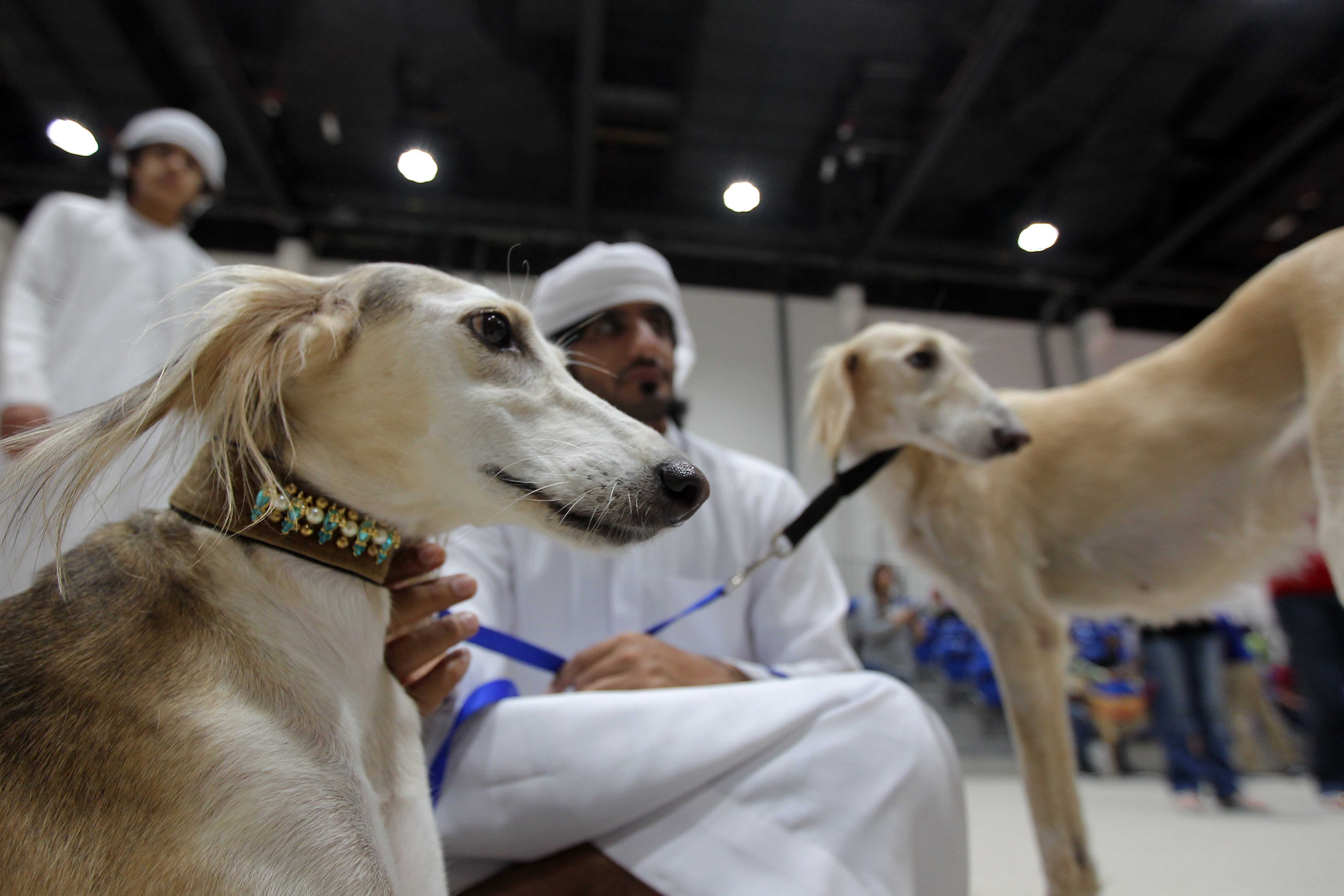 Al Dhafra Festival 2016 Madinat Zayed City-Western Region- To Organise   Arabian Saluki Beauty Contest Championship 
