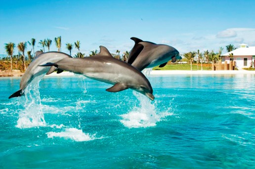 The Dolphin Experience on Dhow Dinner Tours in Dubai