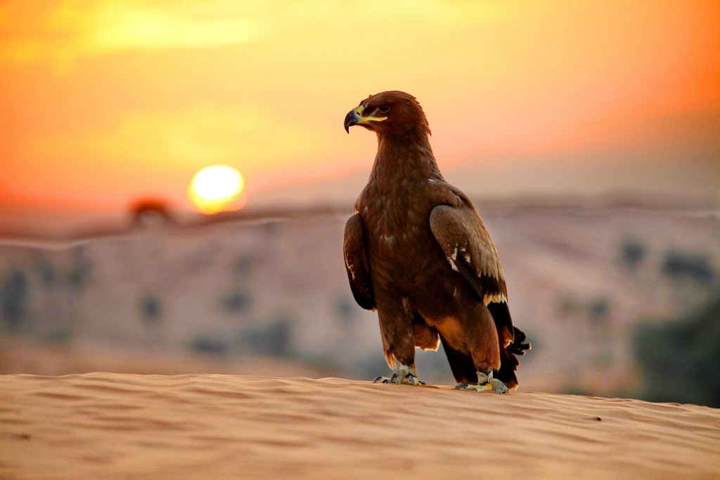 Falconry Shows - Entertainment in Tradition