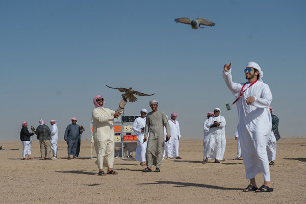  Falconry Shows - Entertainment in Tradition
