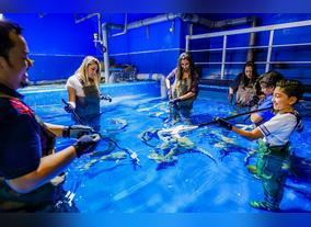 The amazing creatures at Dubai Aquarium & Underwater Zoo  Get closer with shark family with the all-new Shark Trainer experience