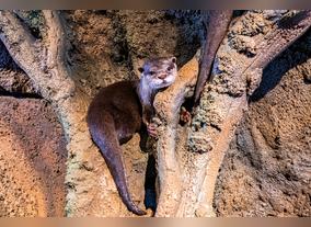 Dont miss the Otter week at Dubai Aquarium & Underwater Zoo