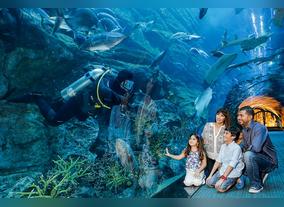 Dubai Aquarium & Underwater Zoo named top aquarium  in MENA by TripAdvisor