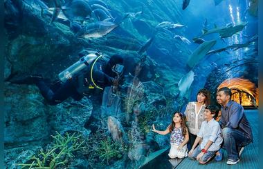 Dubai Aquarium & Underwater Zoo named top aquarium  in MENA by TripAdvisor
