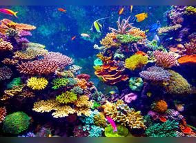 The Pearl Pledge  Emaar Hospitality Group joins hands to conserve water and marine resources