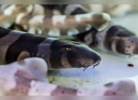 Dubai Aquarium & Underwater Zoo launches aqua-nursery