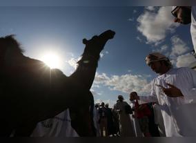 Amel Beauty Judges Get Tougher at Al Dhafra Festival