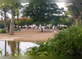 Dubai Safari Soft Opening Draws 14,000 Visitors During the First Two Days