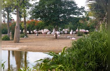 Dubai Safari Soft Opening Draws 14,000 Visitors During the First Two Days