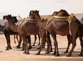 The 11Th Al Dhafra Festival Begins Today