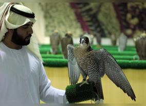 Thousands of Camel Caravans Begin Arriving at Al Dhafra Festival 2017