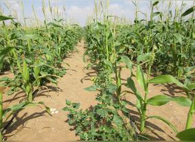Organic Goldmine in The Middle of The Desert!