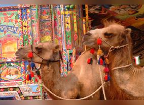 Plastic's Impact on Camels