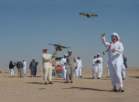  Falconry Shows - Entertainment in Tradition