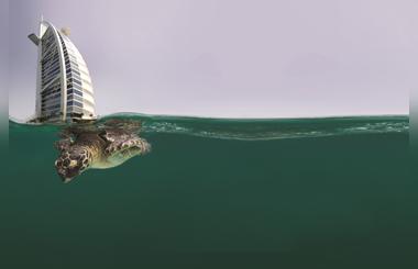 Jumeirah Celebrates World Sea Turtle day by  Tehabilitating 40 Turtles to the Arabian Gulf
