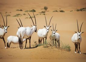 Dubai Animal Experiences