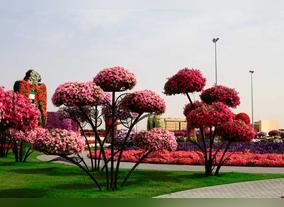 Discover Dubai's Beautiful Parks and Gardens