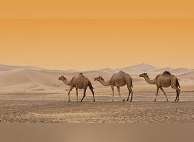 Dubai - The History of Dubai