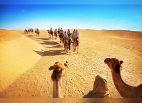 Want Dubai Discount Tours? Try a Safari
