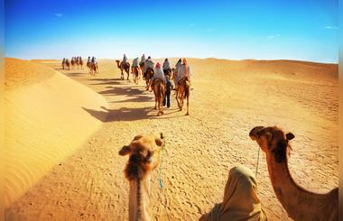 Want Dubai Discount Tours? Try a Safari