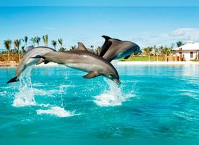 The Dolphin Experience on Dhow Dinner Tours in Dubai