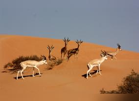 Dubai Attractions - Dubai Desert Conservation Reserve
