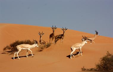 Dubai Attractions - Dubai Desert Conservation Reserve