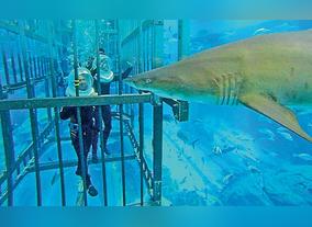 Things to Do in Dubai