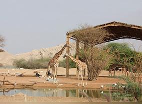 Al Ain - A True Oasis in the Desert