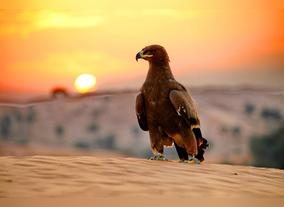 Falconry Shows - Entertainment in Tradition