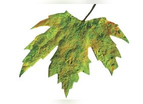 AkzoNobel joins Emirates Green Building Council with an aim to Turn the  Skylines Green