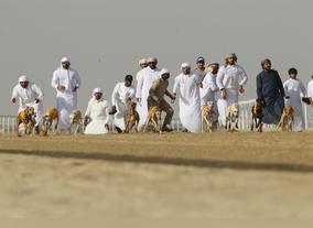 AED Four Millions Bayraq Camel Beauty Competiion to End Al Dhafra Festival