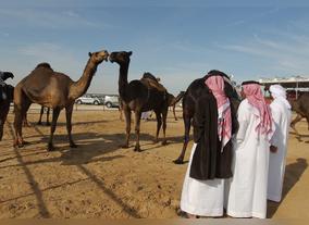 Camels' Best in Show - And Best in Poetry - at Al Dhafra Festival