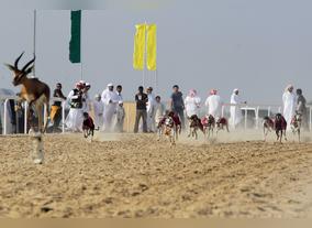Arabian Saluki Traditional Race Championship AlDhafrah Festival 2016