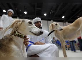 Al Dhafra Festival 2016 Madinat Zayed City-Western Region- To Organise   Arabian Saluki Beauty Contest Championship 